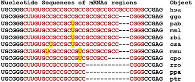 Evolutionary Changes in the Interaction of miRNA With mRNA of Candidate Genes for Parkinson’s Disease